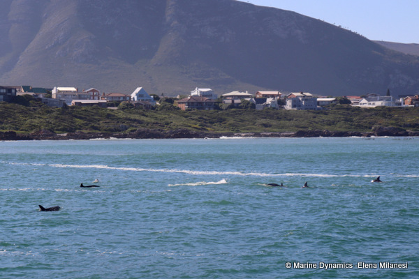 Bottlenose dolphins, South Africa 